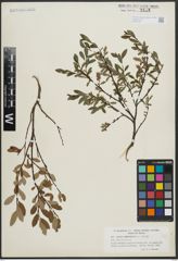 Foto von Salix arbuscula L.